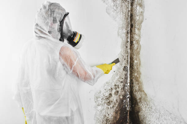 Best Certified Mold Removal  in Evanston, IL