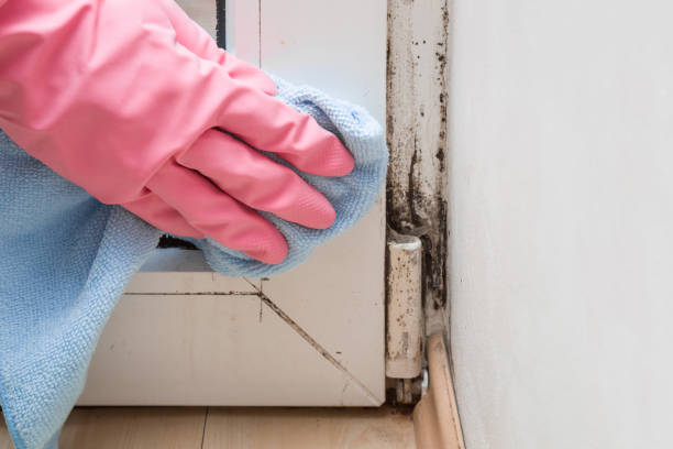 Best Mold Testing  in Evanston, IL