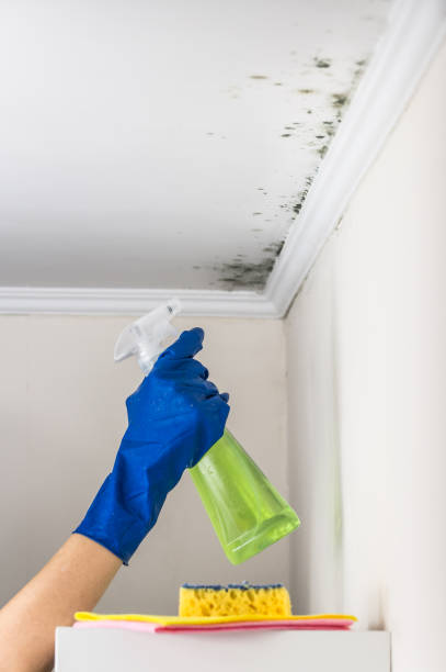 Best Crawl Space Mold Removal  in Evanston, IL