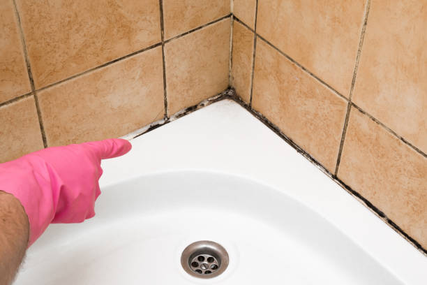 Best Residential Mold Removal  in Evanston, IL